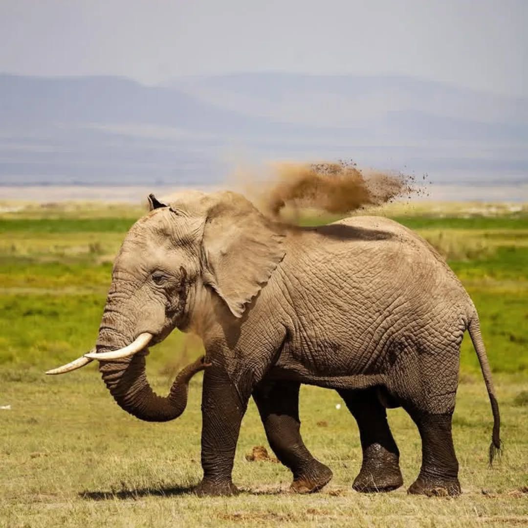 Safari Tour